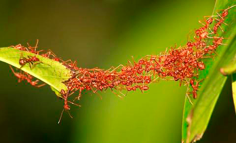 Ants build a bridge from their bodies
