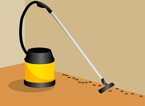 You can destroy an anthill found in an apartment with a vacuum cleaner