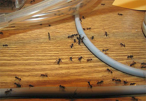 When destroying ants, consistency is important for residents