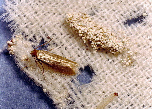 Bilden visar klädmoten och dess larva.