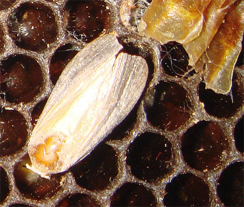 Moth, eller vaxmoth, bor bredvid bina, och dess larver används för att förbereda det berömda extraktet.