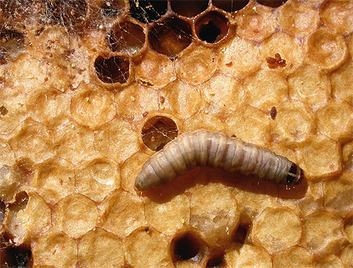 Vaxmotens larva kan smälta vaxet, och man tror att enzymet CERRASE kan splittra patogenernas väggar.