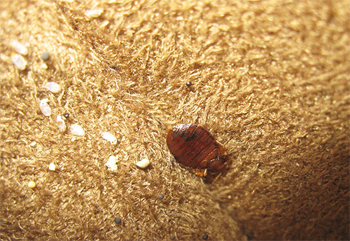 Phenaxin should be spread evenly in all places of bedbugs