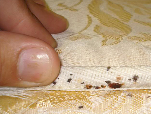 På de ägg av sängbuggar som är gömda i madrassens veck, kanske Fenaxin inte fungerar