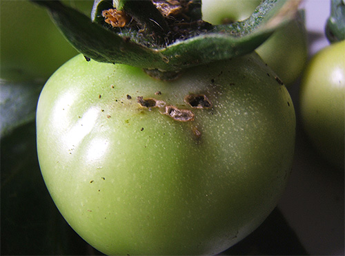 Tomatmos larver orsakar allvarliga skador på grödan.