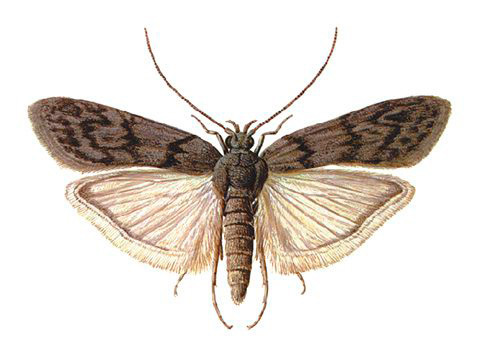 Mill moth (moth)