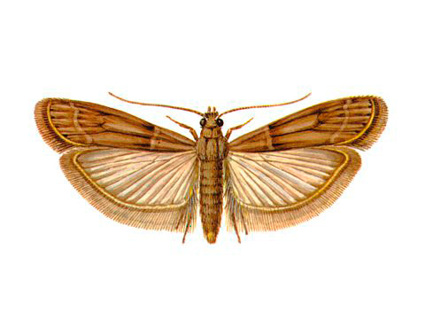 Dried Moth