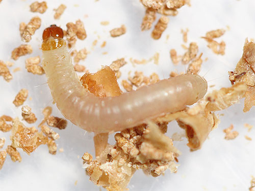 Photo of food moth larva closeup