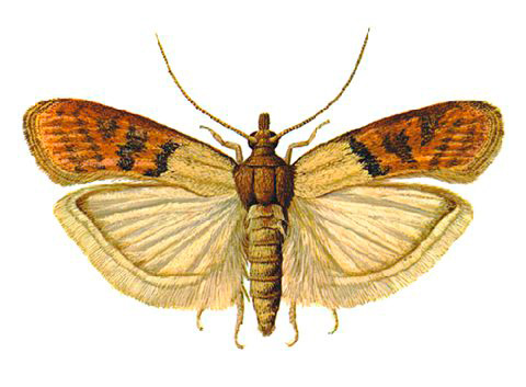 Barn food moth