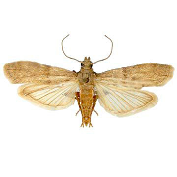 Photo of grain food moth