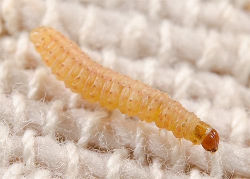 Närbild på en ullmoth larva