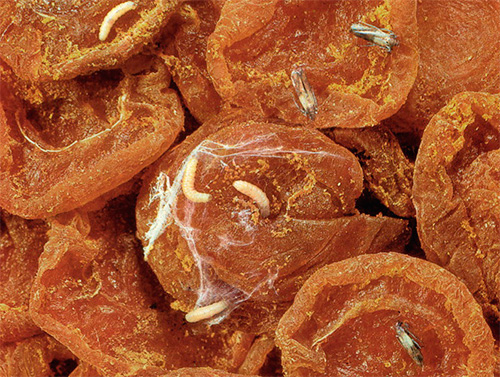 Kök Moth Larvae i torkade torkade aprikoser