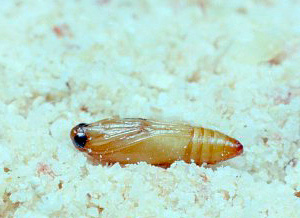 Foto av moth pupa i semolina
