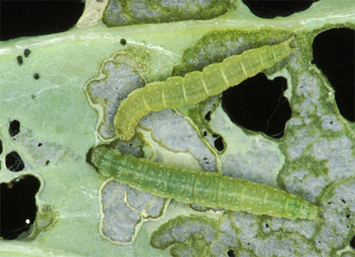 Immediately after the release of the eggs, the caterpillars begin to actively feed on cabbage leaves.