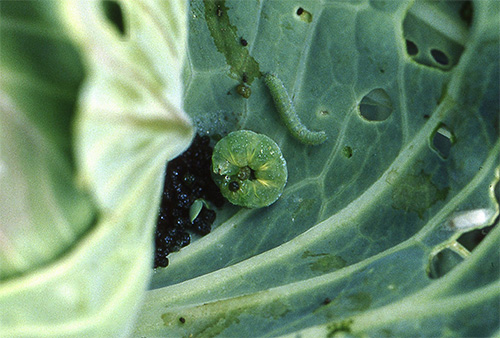 The cabbage mole strikes the base of the head of cabbage and can cause its growth to stop.