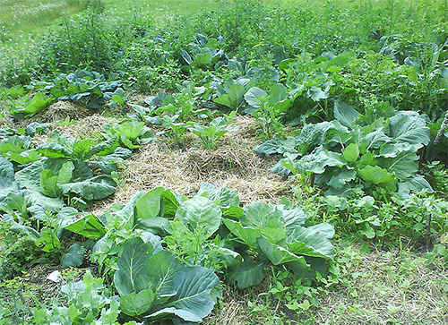 To combat the cabbage moth, weed control around the cabbage
