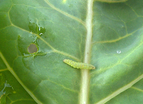 Cabbage Moth Caterpillar