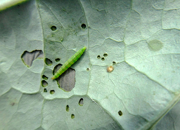 The caterpillar of the cabbage moth is painted in a soft green color.