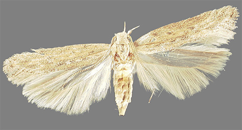 Let's look at how dangerous the potato moth is and how to deal with it properly.