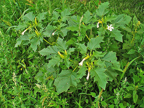 Weed dope refers to the nightshade and can also attract potato moth