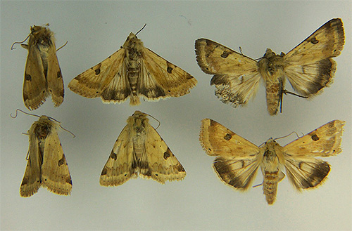 Photos of potato moths: it looks pretty pretty