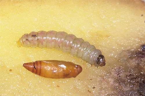 In the photo - the caterpillar and the pupa of the potato moth