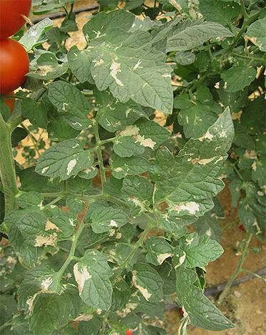 Caterpillars of potato moth can damage not only potatoes, but also tomatoes