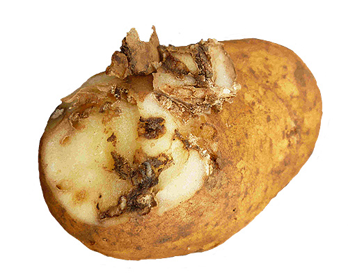 When there are several caterpillars, the damaged potato tuber becomes like a sponge