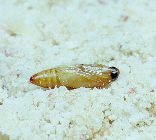 Photo of food moth cocoon