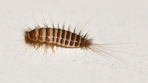 Kogeeda larva