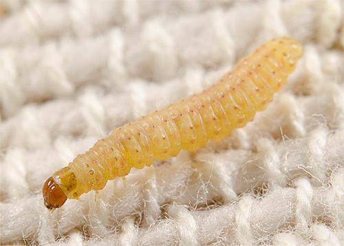 Carpet moth larva