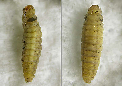 Photo of larva moth close up