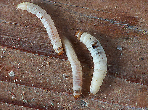 In the photo - the larvae of the wax (bee) moth