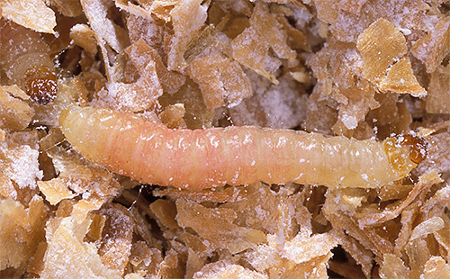 S potěšením se larvy živí obilovinami, moukou a sušeným ovocem