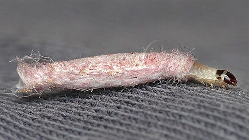 The larva of a clothes moth in a cover