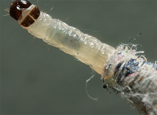 Foto av en närbild av marmens larva