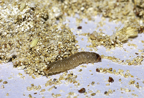 Stejně jako každá jiná housenka má larva můra několik párů tlapek.