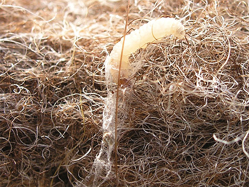 Meubelmotlarve weeft zijn cocon van de overblijfselen van beschadigd weefsel