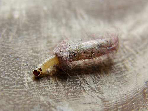 V takové čepici se larva může pohybovat na krátké vzdálenosti.