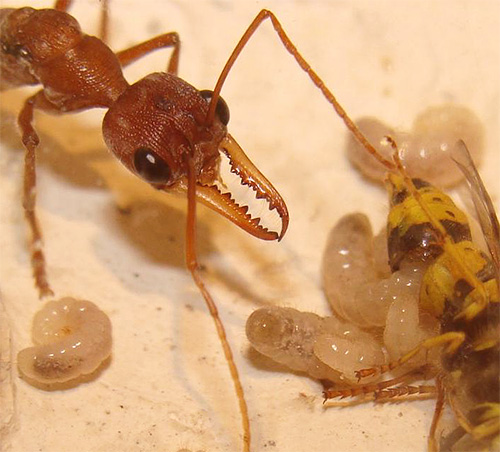 Larvae of ant bulldog eat wasps brought