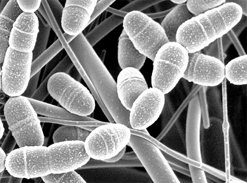 Man tror att enzymet CERRAZA som finns i larven av vaxmoten, kan bryta ner bakterieväggarnas väggar