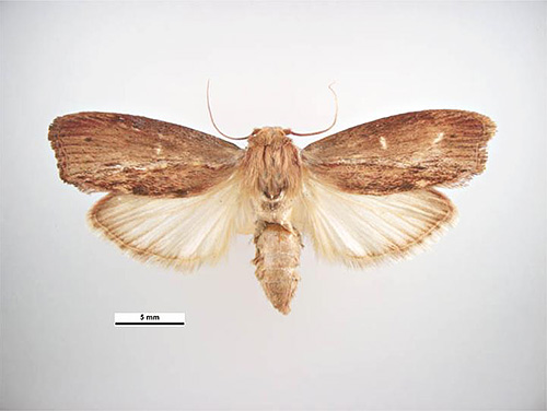 Butterfly bee moth (also called wax moth)
