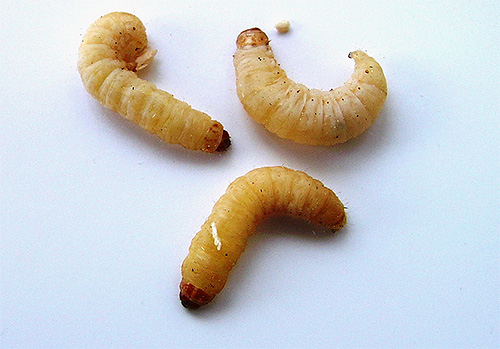 In the photo - bee moth larvae