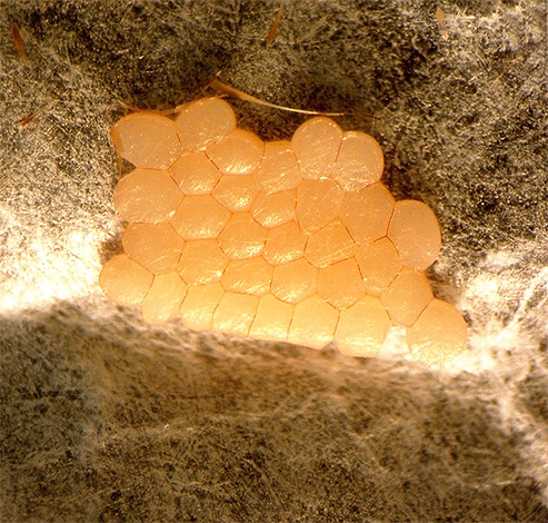 Bee moth eggs
