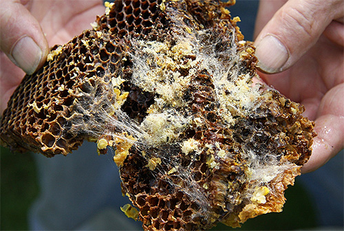 Grubs emerging from eggs entangle honeycombs with a thick layer of their silk