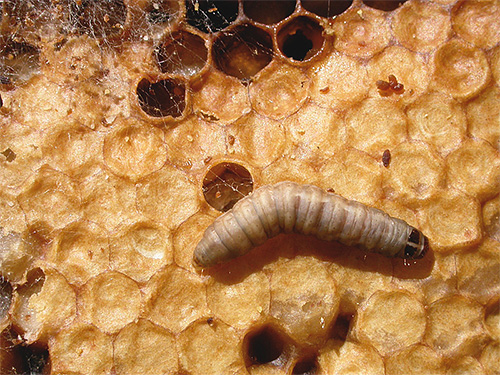 It is believed that the larvae of the bee moths are able to digest the wax at the expense of the enzyme cerrase, which, allegedly, and splits the walls of the tubercle bacillus