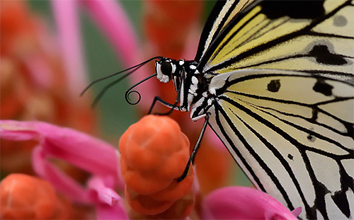 Met behulp van een proboscis vlinder extracten nectar