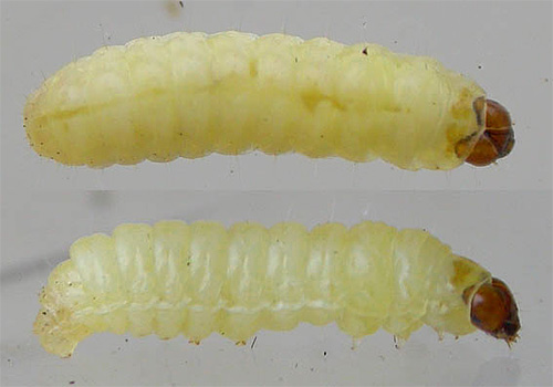 Muntlig gnagare gör det möjligt för moth larver att effektivt knyta igenom vävnaderna