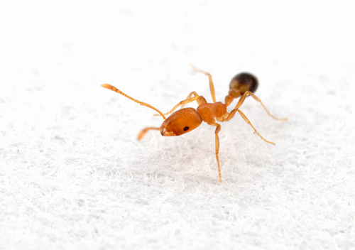 Den rödhåriga myran är en riktig skadedjur i köket