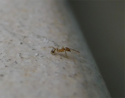 Men den röda inhemska myran är svår att se till och med nära